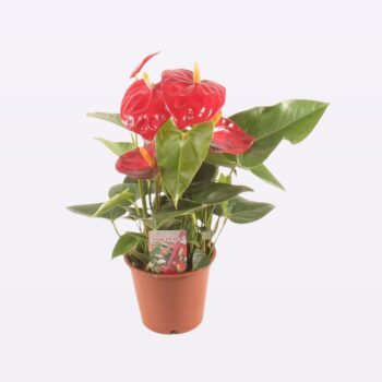 Anthurium Mauii Red