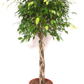 Ficus Exotica