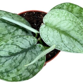 Scindapsus Silver Splash