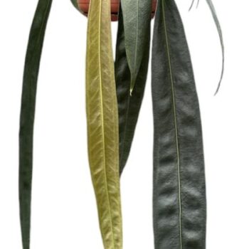 Anthurium Wendlingeri