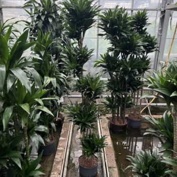 Dracaena compacta (150/120/90/60/30) 28/19 h1