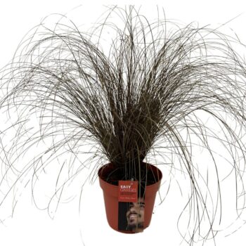 Carex comans Bronze Form ROOD