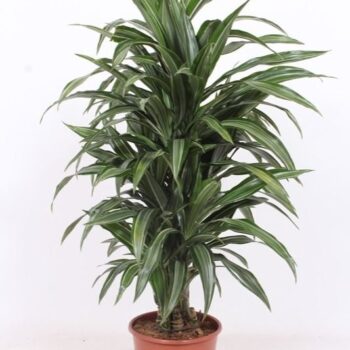 Dracaena Ulises