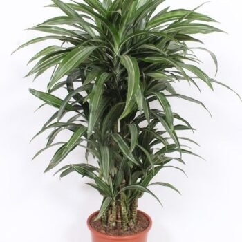 Dracaena Ulises