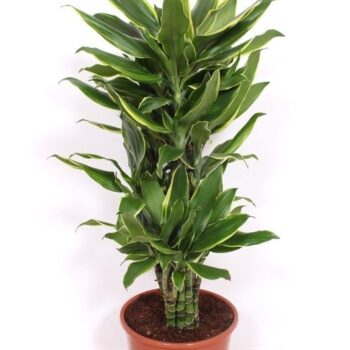 Dracaena Golden Coast