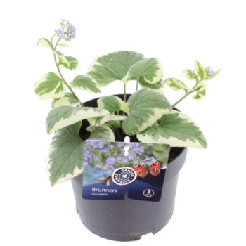 Brunnera macrophylla Variegata