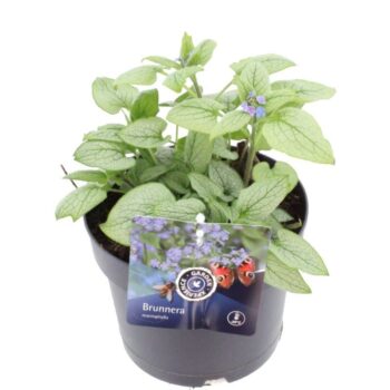 Brunnera macrophylla Alexandria