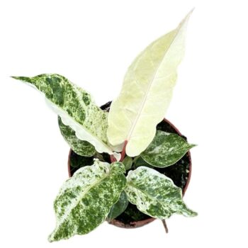 Anthurium Bonplandii Variegata