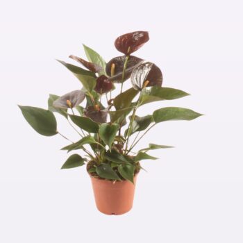 Anthurium Chelsey Chocolate