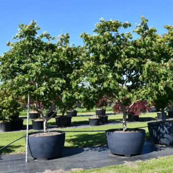 Acer japonicum 'Aconitifolium'