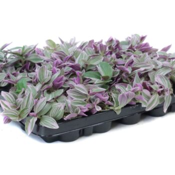 Tradescanthia tricolor sunrise