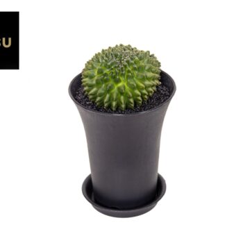 Gymno Cactus 'Spineless' XXL