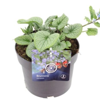 Brunnera macrophylla Alchemy Pewter