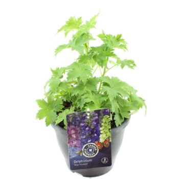 Delphinium elatum Paramo Mix