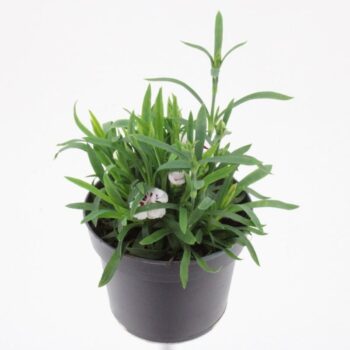 Dianthus caryophyllus Sprint Fancy White