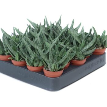 Gasteria verrucosa 5,5 cm