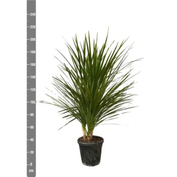 Cordyline Indivisa - 225cm