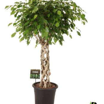 Ficus benj. Exotica gevlochten cilinder