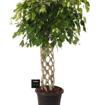 Ficus benj. Exotica gevlochten mat