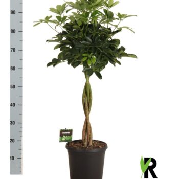 Schefflera arb. Compacta gevlochten stam