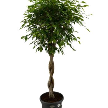 Ficus Benjamina Exotica gevlochten stam p40