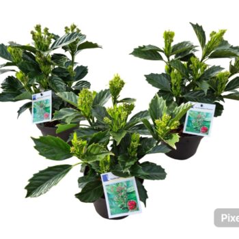 Aucuba japonica 'Rozannie'