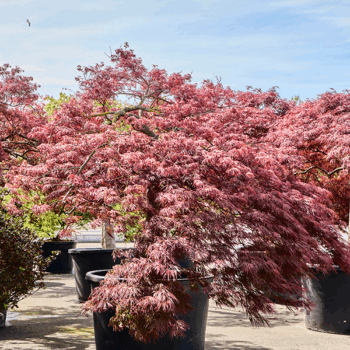 Acer pal. diss 'Crimson Queen' Stamm