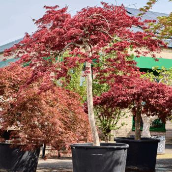 Acer pal. diss. 'Garnet' Stamm
