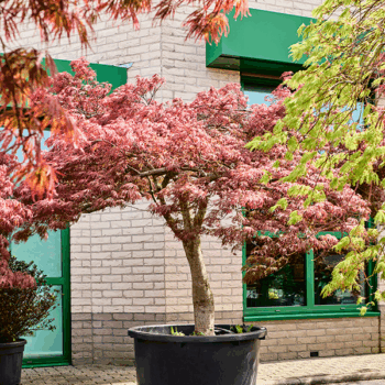 Acer pal. diss. 'Garnet' Stamm