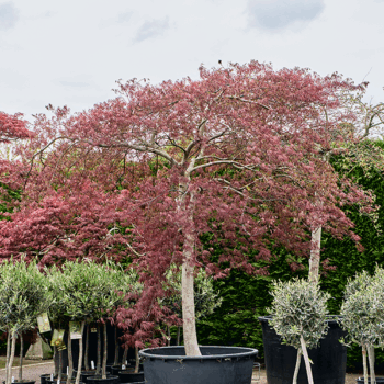 Acer pal. diss. 'Garnet' Stamm