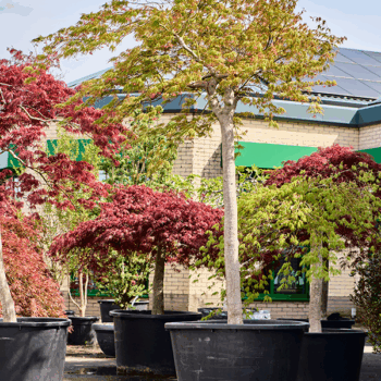 Acer pal. diss. 'Green Globe' Stamm