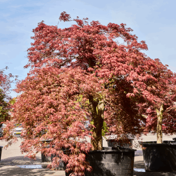 Acer pal. diss. 'Garnet-Green Lace' Stamm