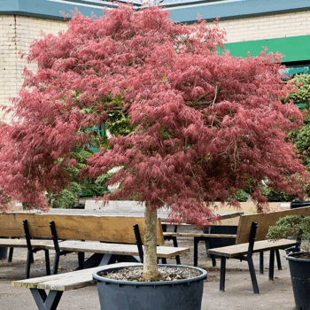 Acer pal. diss. 'Inaba-shidare' Stamm