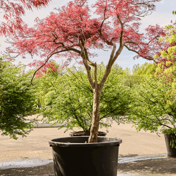 Acer pal. diss. 'Stella Rossa' Stamm