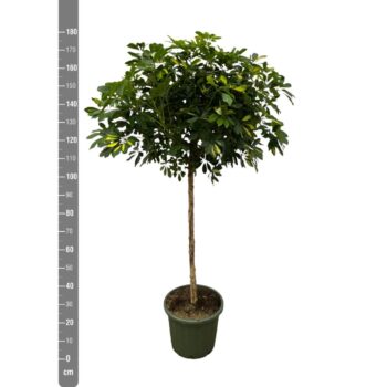 Schefflera 'Gold Capella' op stam - 200cm