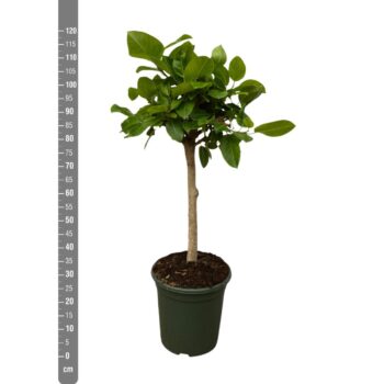 Ficus Altissima op stam - 120cm
