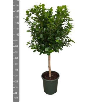 Ficus Microcarpa 'Moclame'