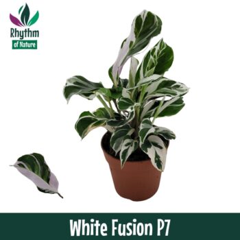 Calathea White Fusion