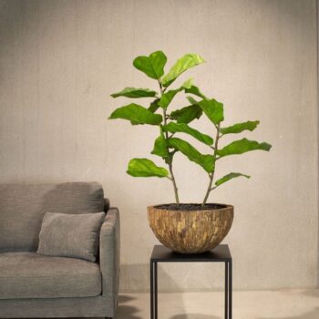 Woody plant bowl, Ø 43 cm, height 22 cm