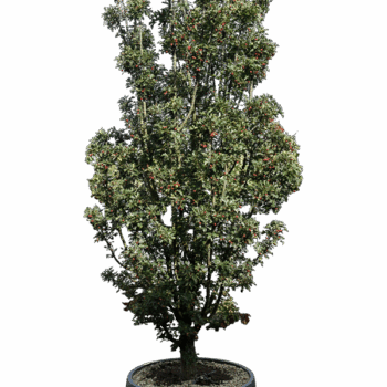 Crataegus azarolus Branched