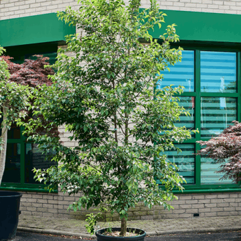 Azalea japonica 'Aladdin Scout' Branched
