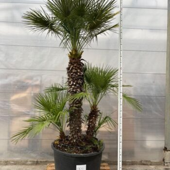 Chamaerops Humilis 001 - 325cm