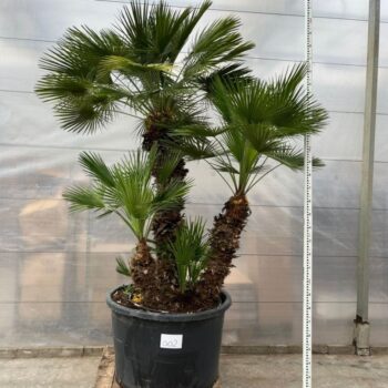 Chamaerops Humilis 002 - 300cm