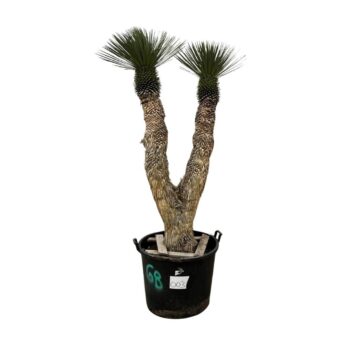 Yucca Rostrata multistam 003 - 220cm
