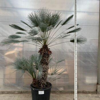 Chamaerops Humilis Cerifera 004 - 260cm