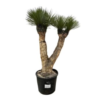 Yucca Rostrata Multistam 005 - 230cm