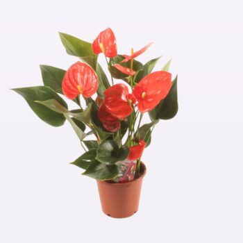 Anthurium Easy Orange