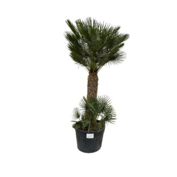 Chamaerops Humilis 007 - 280cm