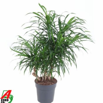 Dracaena Anita variegata