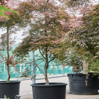 Acer pal. diss. 'Garnet' Stem